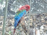 curso de ferias - zoologico 2011 (10)
