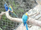 curso de ferias - zoologico 2011 (11)