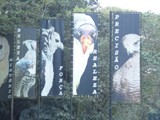curso de ferias - zoologico 2011 (16)
