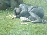curso de ferias - zoologico 2011 (18)