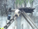 curso de ferias - zoologico 2011 (20)