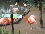 curso de ferias - zoologico 2011 (21)