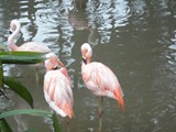 curso de ferias - zoologico 2011 (22)