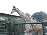 curso de ferias - zoologico 2011 (23)