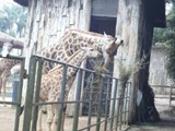 curso de ferias - zoologico 2011 (24)