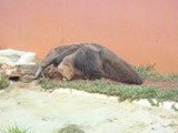 curso de ferias - zoologico 2011 (25)