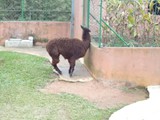 curso de ferias - zoologico 2011 (26)