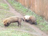 curso de ferias - zoologico 2011 (27)