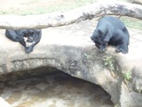 curso de ferias - zoologico 2011 (28)