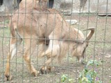 curso de ferias - zoologico 2011 (38)