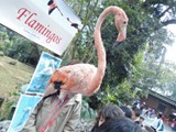 curso de ferias - zoologico 2011 (4)