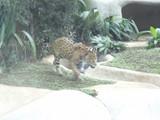 curso de ferias - zoologico 2011 (42)