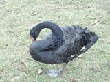 curso de ferias - zoologico 2011 (43)
