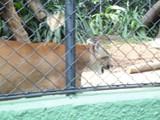 curso de ferias - zoologico 2011 (52)