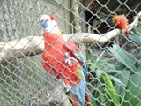curso de ferias - zoologico 2011 (7)